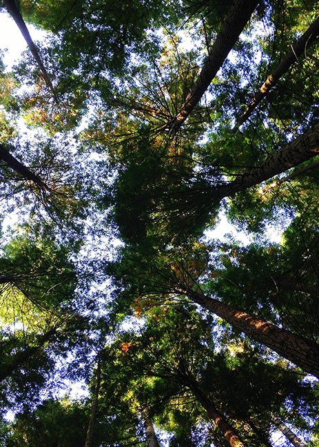 trees01 trees01